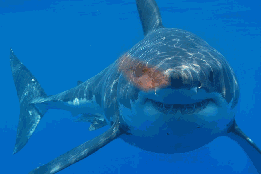 Shark --> moi
